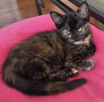 Mae -  Tortoiseshell and Domestic Short Hair Cat Available for Adoption in Greensburg, Pennsylvania - Mae | PetCurious