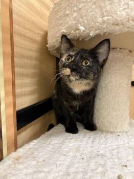 Eden -  Domestic Short Hair and Tortoiseshell Cat for Adoption in Yardley, Pennsylvania - Eden | PetCurious