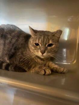 Cindy -  Domestic Short Hair Cat for Adoption in Williamsport, Pennsylvania - Cindy | PetCurious