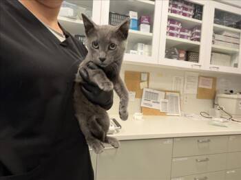 BERRY -  Domestic Short Hair Cat for Adoption in Santa Fe, New Mexico - BERRY | PetCurious