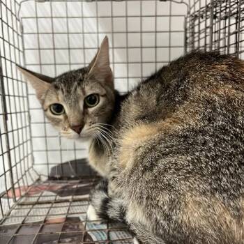 Jessica Jones -  Domestic Short Hair Cat for Adoption in Edinburg, Texas - Jessica Jones | PetCurious