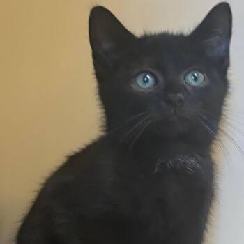 Noah -  Domestic Short Hair Cat for Adoption in East Hanover, New Jersey - Noah | PetCurious
