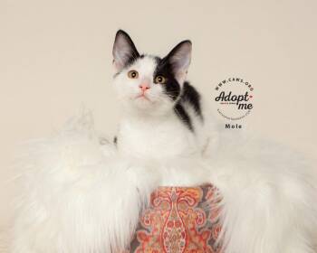 Mole -  Domestic Short Hair Cat for Adoption in Millcreek, Utah - Mole | PetCurious