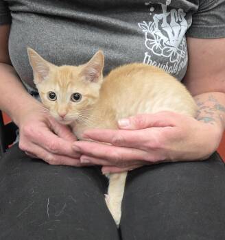 Domestic Short Hair Cats Available for Adoption in Parsons, Kansas - Sunkist | PetCurious