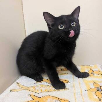 Toothless -  Domestic Short Hair Cat for Adoption in Dayton, Ohio - Toothless | PetCurious