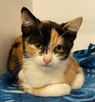 Rescue Domestic Short Hair Cats for Adoption in Neosho, Missouri - Dani | PetCurious
