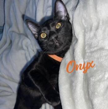 Rescue Bombay Cats for Adoption in Houston, Texas - Onyx #car-stowaway | PetCurious