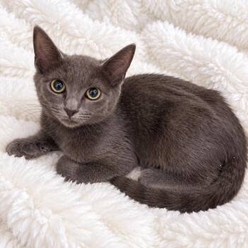 Valley Boy RB -  Russian Blue Cat for Adoption in Glendora, California - Valley Boy RB | PetCurious