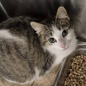 Domestic Short Hair Cats Available for Adoption in Hagerstown, Maryland - AZELIE | PetCurious