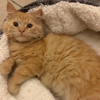 Darwin -  Domestic Long Hair and Maine Coon Cat for Adoption in Granville, Ohio - Darwin | PetCurious