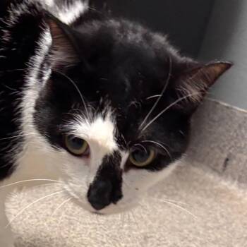 Moo Moo -  Domestic Short Hair Cat for Adoption in Allentown, Pennsylvania - Moo Moo | PetCurious