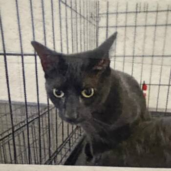 Domestic Short Hair Cats Available for Adoption in Bentonville, Arkansas - Westly | PetCurious