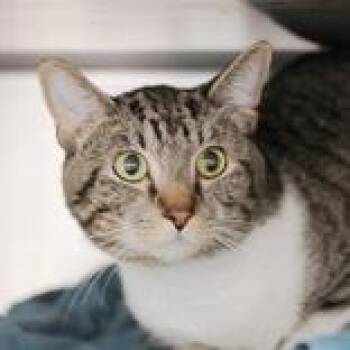 Lei -  Domestic Short Hair Cat for Adoption in Hilliard, Ohio - Lei | PetCurious