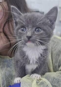 Domestic Short Hair Cats Available for Adoption in Dallas, Texas - DEWEY | PetCurious