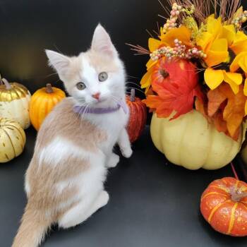 Rescue American Shorthair Cats for Adoption in Springfield, Missouri - Rosalynn | PetCurious