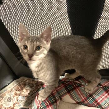 Paulie - polydactyl kitten -  Domestic Short Hair Cat for Adoption in Washington Township, New Jersey - Paulie - Polydactyl Kitten | PetCurious