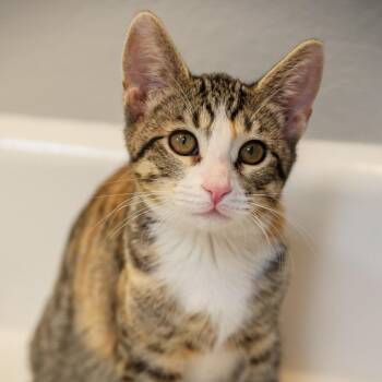 Bubbles -  Domestic Short Hair Cat for Adoption in Long Beach, California - Bubbles | PetCurious