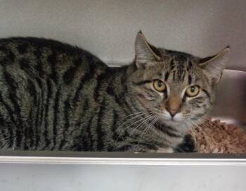 Rescue Tiger Cats for Adoption in Delhi, New York - EUGENE | PetCurious