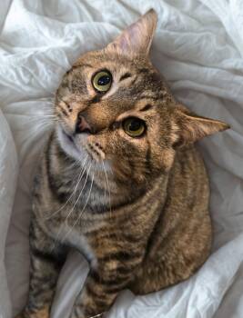 Rescue Domestic Short Hair Cats for Adoption in Rossville, Maryland - Rambo | PetCurious