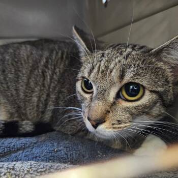 Leola -  Domestic Short Hair Cat for Adoption in Greensboro, North Carolina - Leola | PetCurious