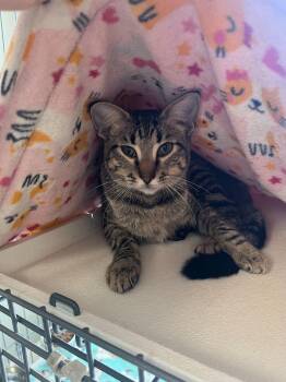 Rescue Domestic Short Hair Cats for Adoption in Baton Rouge, Louisiana - Eloise | PetCurious