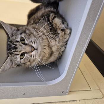 Poker -  Domestic Medium Hair Cat for Adoption in Schertz, Texas - Poker | PetCurious