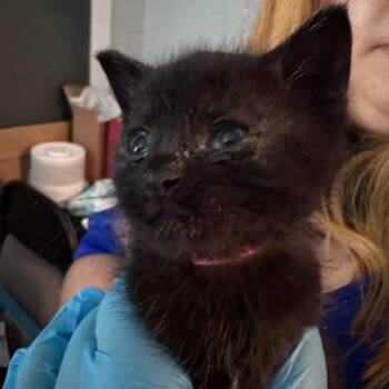 Sage (purple) -  Domestic Short Hair Cat Available for Adoption in Talent, Oregon - Sage (purple) | PetCurious