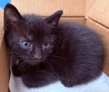 Sokka -  Domestic Short Hair Cat for Adoption - Sokka | PetCurious