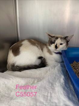 Domestic Short Hair Cats Available for Adoption in Clarksville, Tennessee - Feather | PetCurious