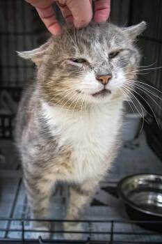 Tuxedo and Tabby Cats Available for Adoption in Greenville, Delaware - Mittens (FCID# 02/25/2026 - 12 Brandywine PS) | PetCurious