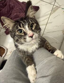 Domestic Short Hair and Tabby Cats Available for Adoption in New York, New York - Flopsy  | PetCurious