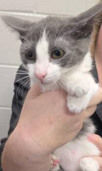 Harley Quinn -  Domestic Short Hair Cat for Adoption in Chattanooga, Tennessee - Harley Quinn | PetCurious