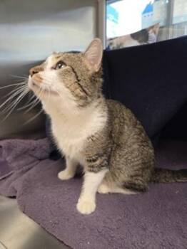 Domestic Short Hair Cats Available for Adoption in Kansas City, Missouri - Sage | PetCurious