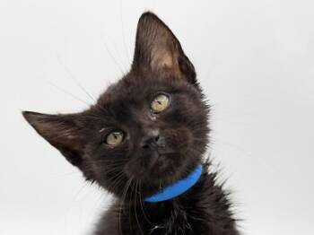 Carlos -  Domestic Short Hair Cat for Adoption in Portland, Oregon - Carlos | PetCurious