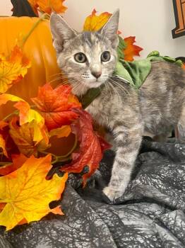 Rescue Domestic Short Hair Cats for Adoption in Bryant, Arkansas - Sniper | PetCurious