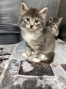 Bessie -  Domestic Short Hair Cat for Adoption in Hopkinsville, Kentucky - Bessie | PetCurious