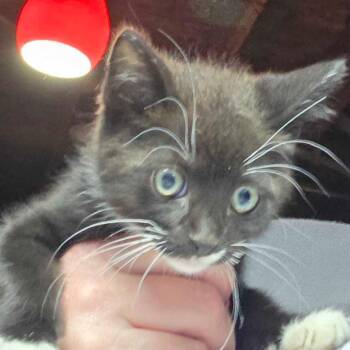 Domestic Short Hair Cats Available for Adoption in Hanna City, Illinois - Big League | PetCurious