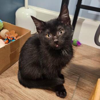Castiel -  Domestic Short Hair Cat for Adoption in Winchester, Virginia - Castiel | PetCurious