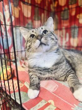Estabon -  Domestic Short Hair Cat for Adoption in Okanogan, Washington - Estabon | PetCurious