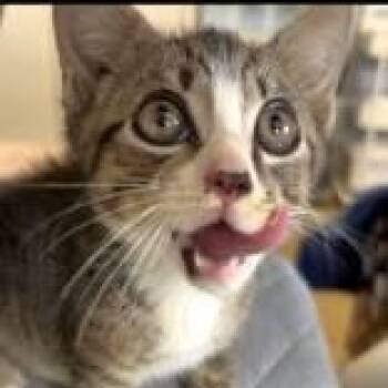 Patrick the Cat -  Domestic Short Hair Cat for Adoption in Marshall, North Carolina - Patrick The Cat | PetCurious