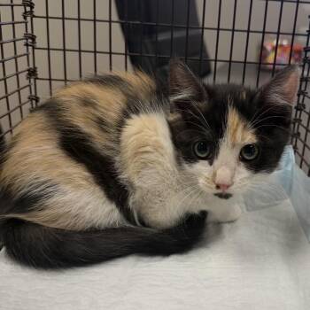 Domestic Medium Hair Cats Available for Adoption in Midland, Texas - Violet | PetCurious