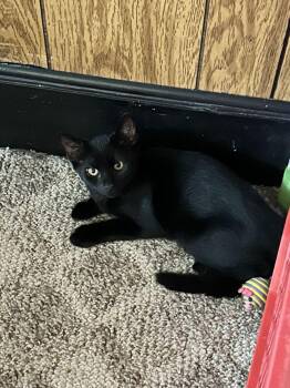 Garrett -  Domestic Short Hair Cat for Adoption in Milltown, New Jersey - Garrett | PetCurious