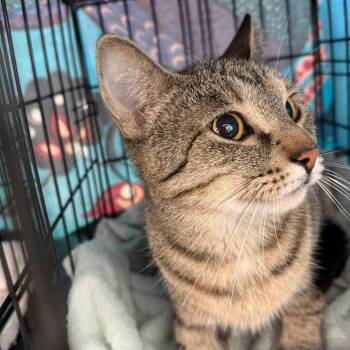 Gypsy -  Domestic Short Hair Cat for Adoption in Bismarck, North Dakota - Gypsy | PetCurious