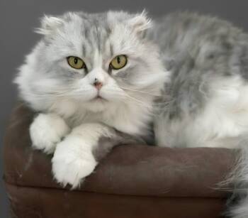 Benito -  Persian Cat for Adoption in Snow Hill, Maryland - Benito | PetCurious