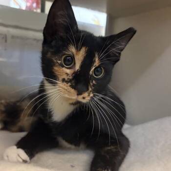 Trailer Park Tammy -  Domestic Short Hair Cat for Adoption in Gloucester, Virginia - Trailer Park Tammy | PetCurious