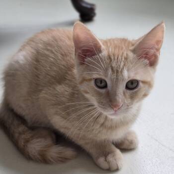 Wayne -  Domestic Short Hair Cat for Adoption in Dandridge, Tennessee - Wayne | PetCurious