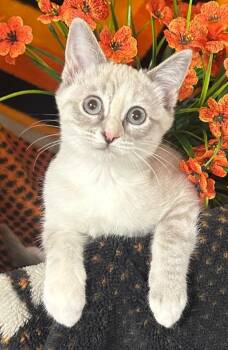 6/25/26 Baby Betty -  Domestic Short Hair Cat for Adoption in Stillwater, Oklahoma - 6/25/26 Baby Betty | PetCurious