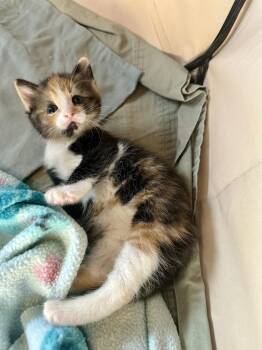 Domestic Short Hair Cats Available for Adoption in Trenton, New Jersey - Squalls Of Gianna | PetCurious