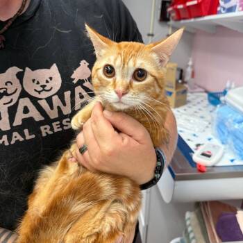 Munchkin and Domestic Short Hair Cats Available for Adoption in Port Richey, Florida - Warrick | PetCurious