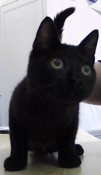 Detective Bell -  Domestic Short Hair Cat for Adoption in Dayton, Minnesota - Detective Bell | PetCurious